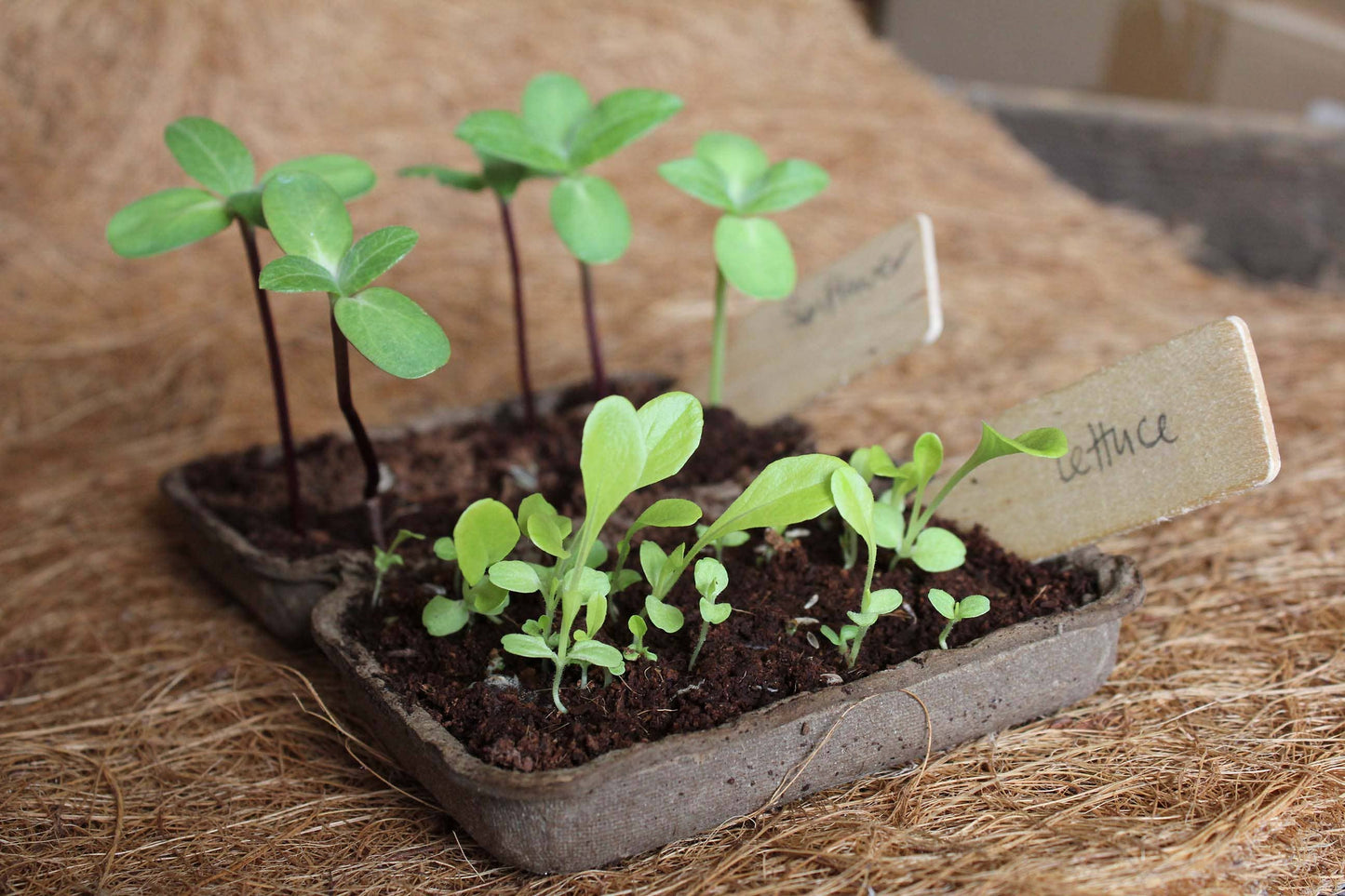 Herb Garden Seed Kit | Kitchen