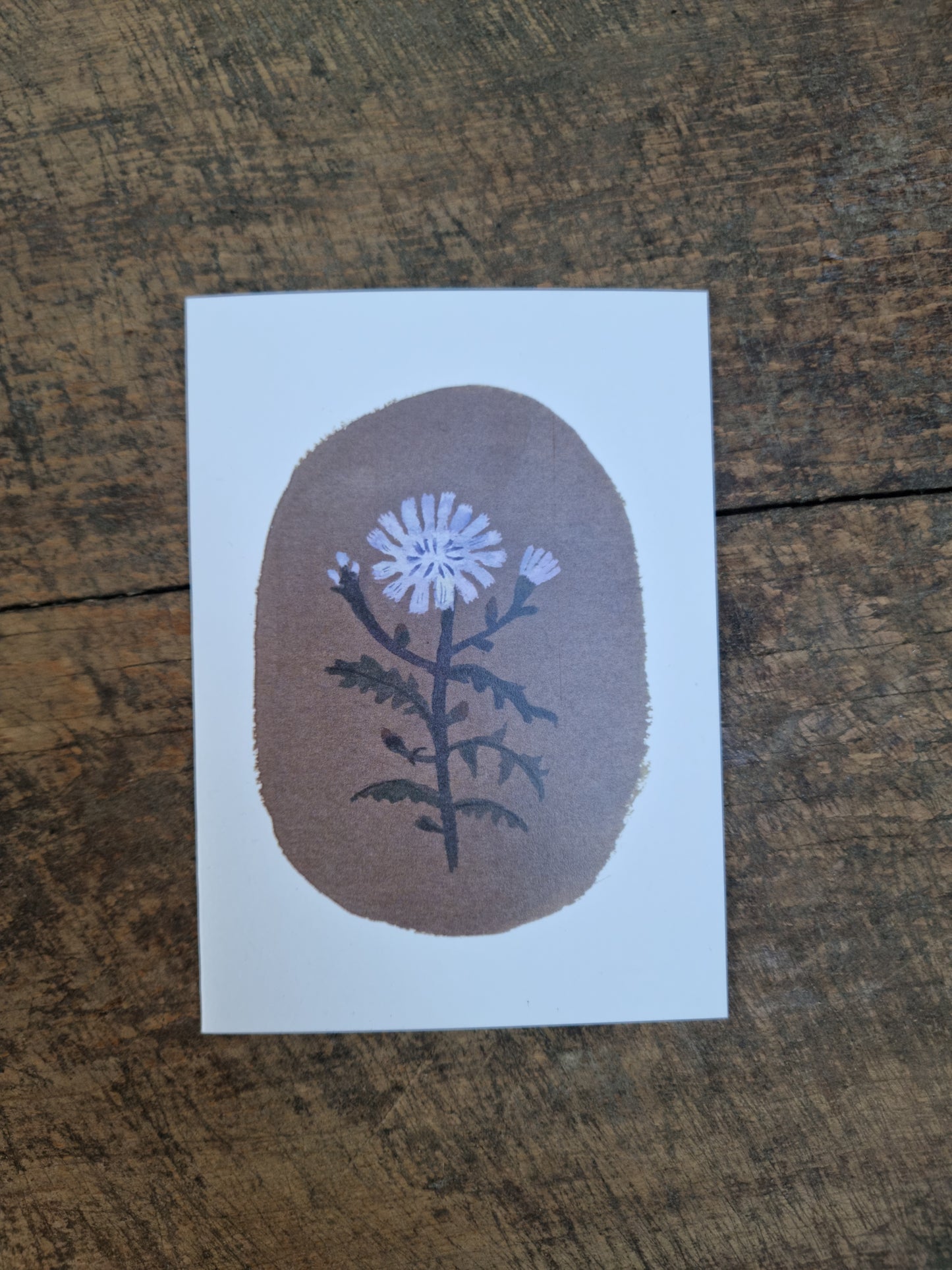 Chicory Card
