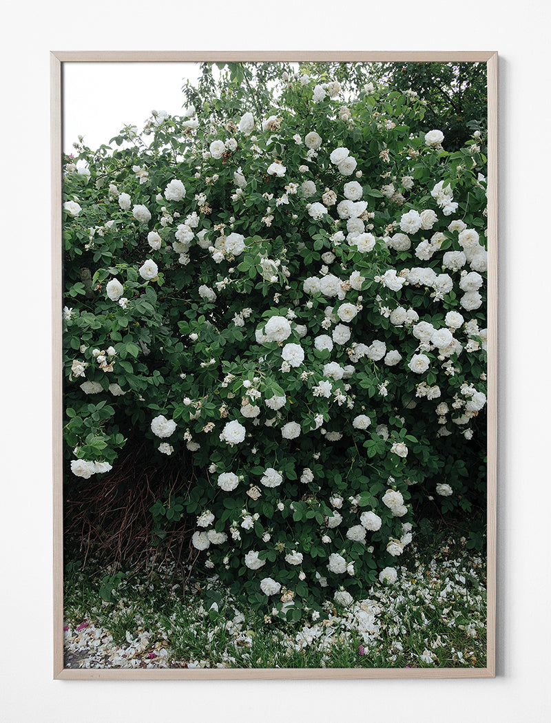 White Roses Print